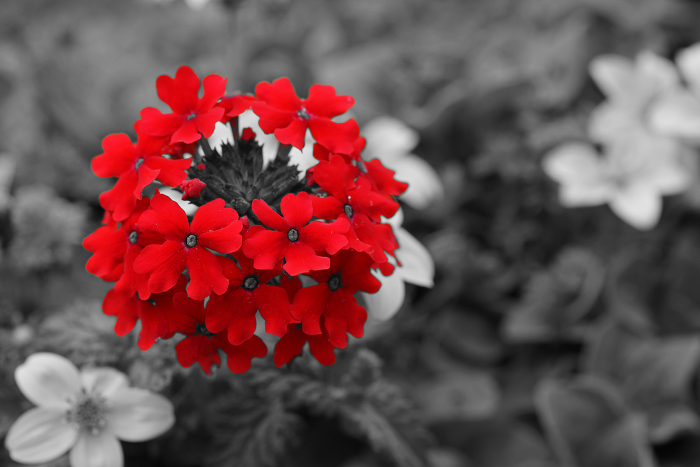DSC07235e Vi