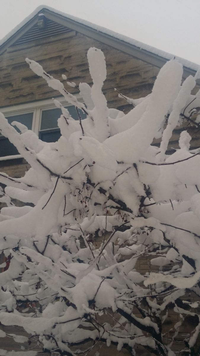 Close-up of snow sticking to the tree