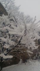 Snow sticking to the tree