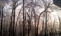 Sunlight and Icy Trees