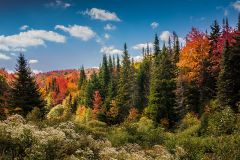 Fall Foliage in VT - 9.26.2014