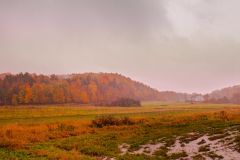 Foliage and Rain