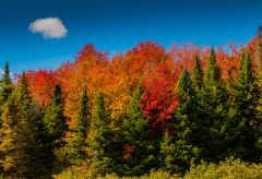 Fall Foliage 9.26.2014 in Vermont