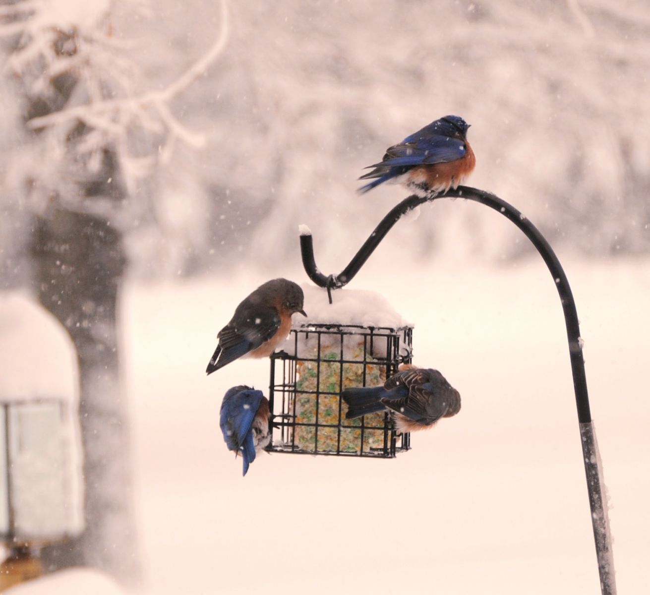 March 5, 2015 Bluebirds at the feeder.