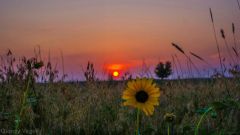 Kansas Sunset