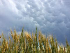 Wheat Mammatus