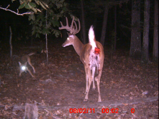 somebody sent me trail cam pics of a coyote attacking this huge Buck. i sho...