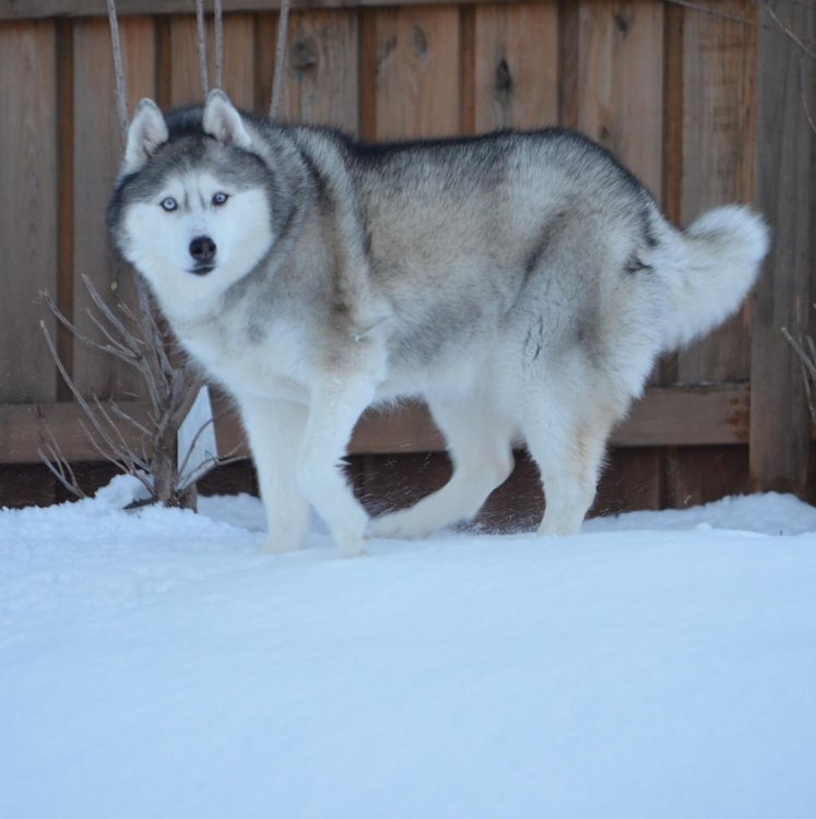 Dec 10 2013 Blu in the new snow on top of the hill.JPG