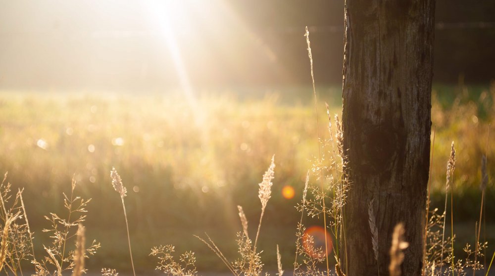 field-summer-sun-meadow.jpg