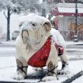 SnowDawg