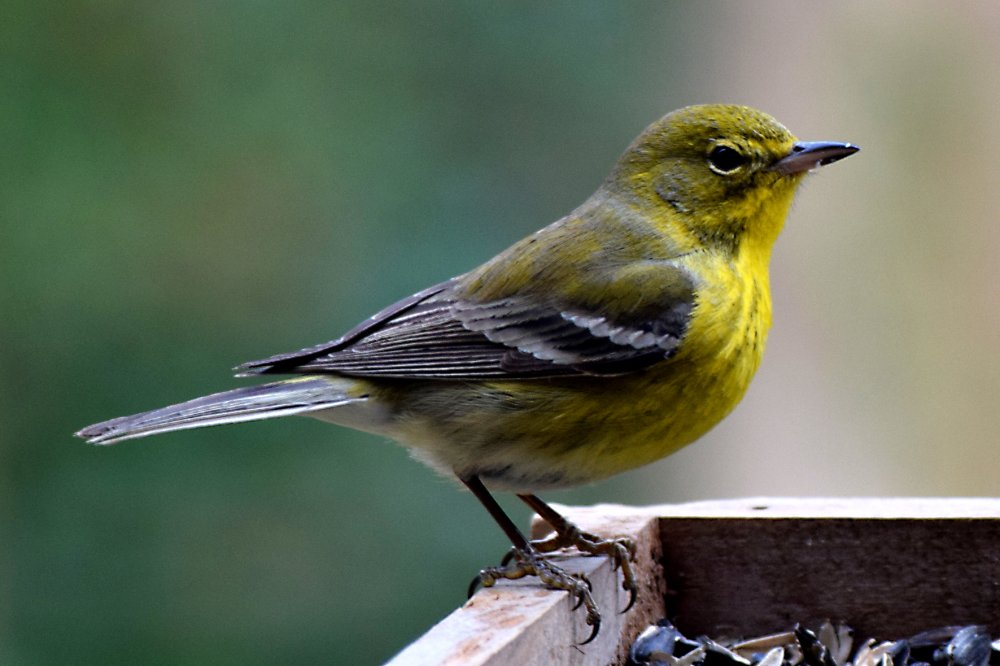 PineWarbler1.JPG