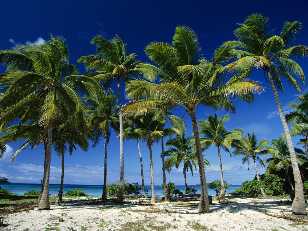 palm+trees.jpg