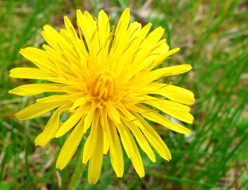 5907baf70c4c7_SpringDandelion-Copy.thumb.JPG.a7e71646ae88b6a221a93876cc9a644b.JPG