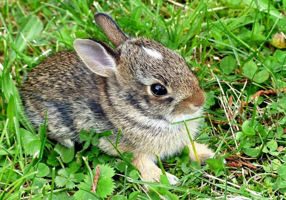 592b19bc5462a_BabyEasternCottontailRabbit.thumb.JPG.d5cf3f872ba7670800ce6b90aa6e0254.JPG