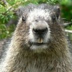 Marmot