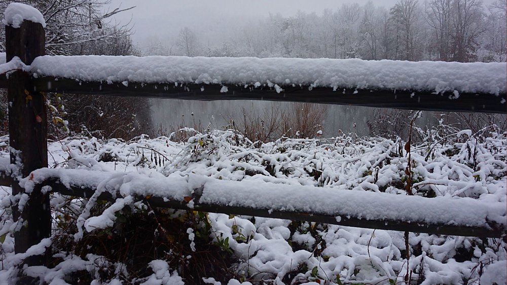 pond fence.jpg