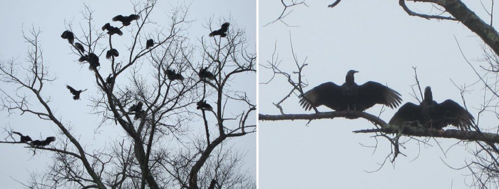 Vultures-Jan-12-2018a.jpg