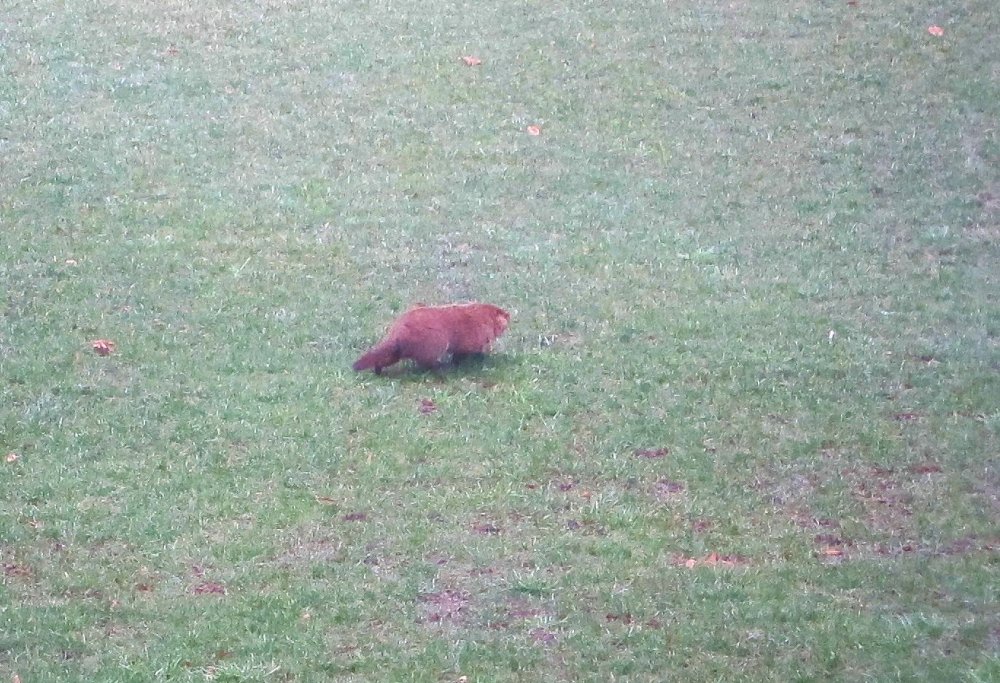 Groundhog-2-07-18.jpg