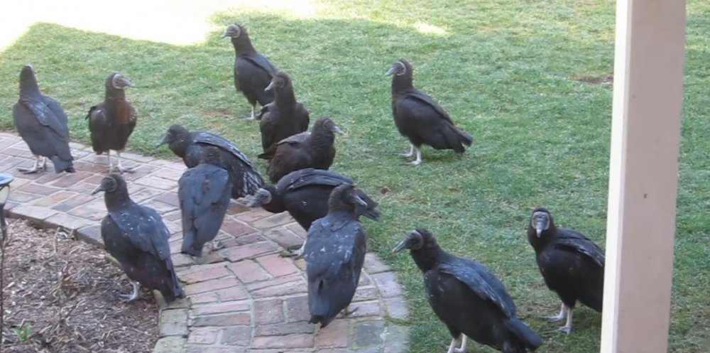 Vultures-at-door-March-2016.thumb.jpg.ca9fd4879fde0c9fd9e2d1c67e660f1e.jpg