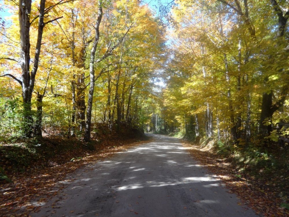 Road Foliage (Medium).JPG