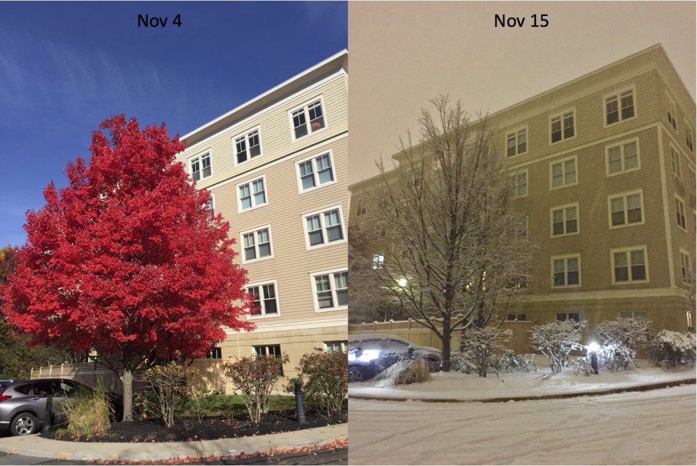 Nov_Tree_Comparison_11_15_2018.thumb.jpg.e5af89786fe130c0c8e0e55f3d7f91cc.jpg