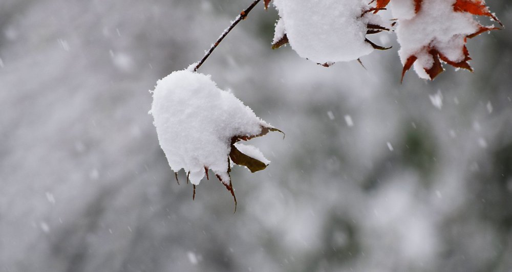 AutumLeavesInTheSnow.JPG