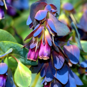 Cerinthe Major