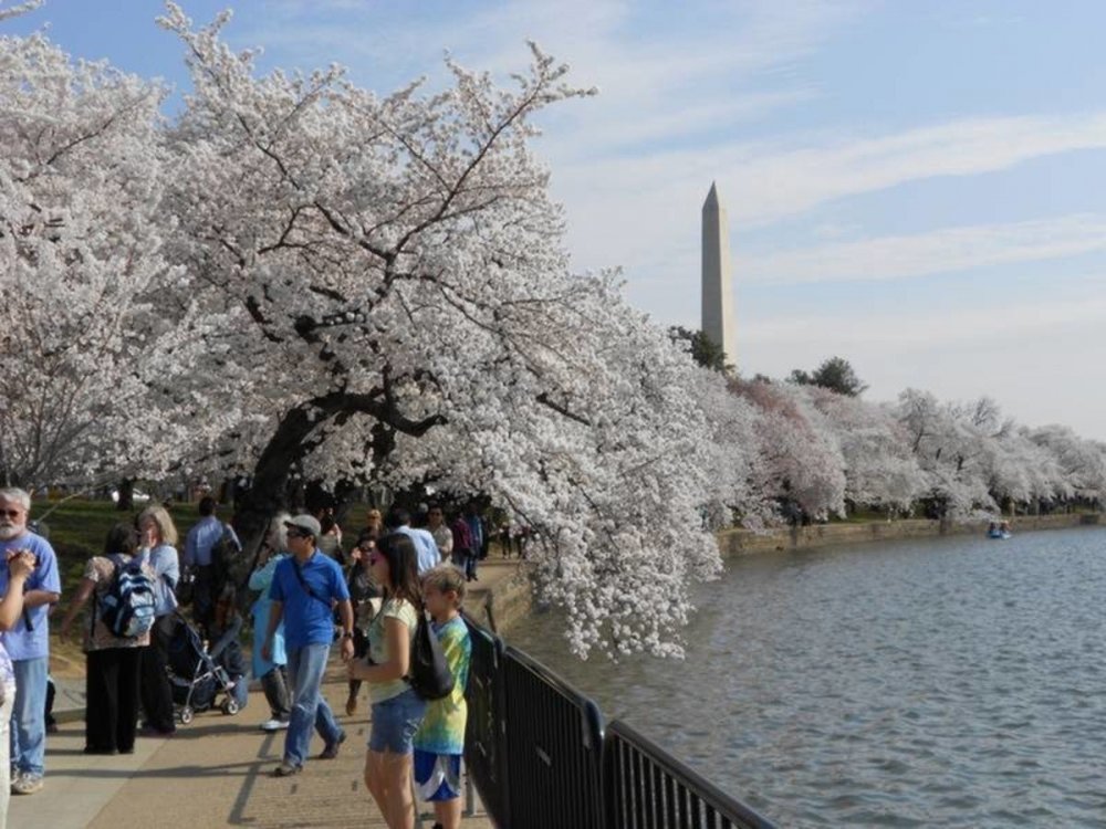 cherry_blossom_via_nps-1521991792-8053.jpg