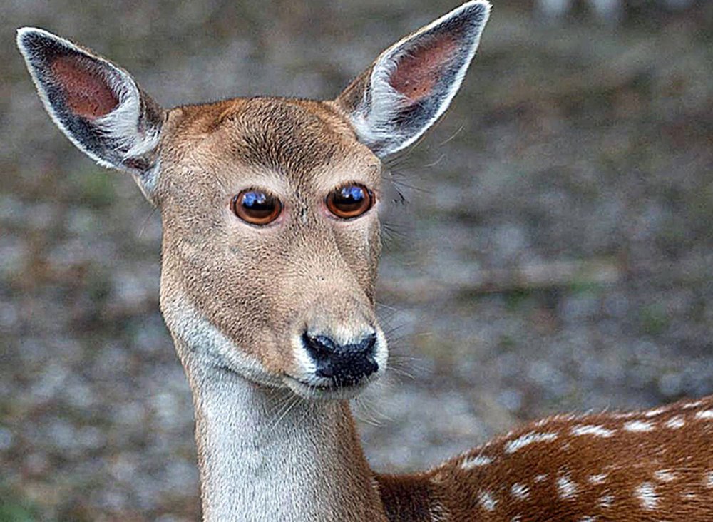 14-animals-eyes-front.nocrop.w710.h2147483647.2x.jpg