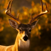 Deer Whisperer