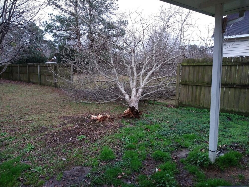 tree down 2.jpg