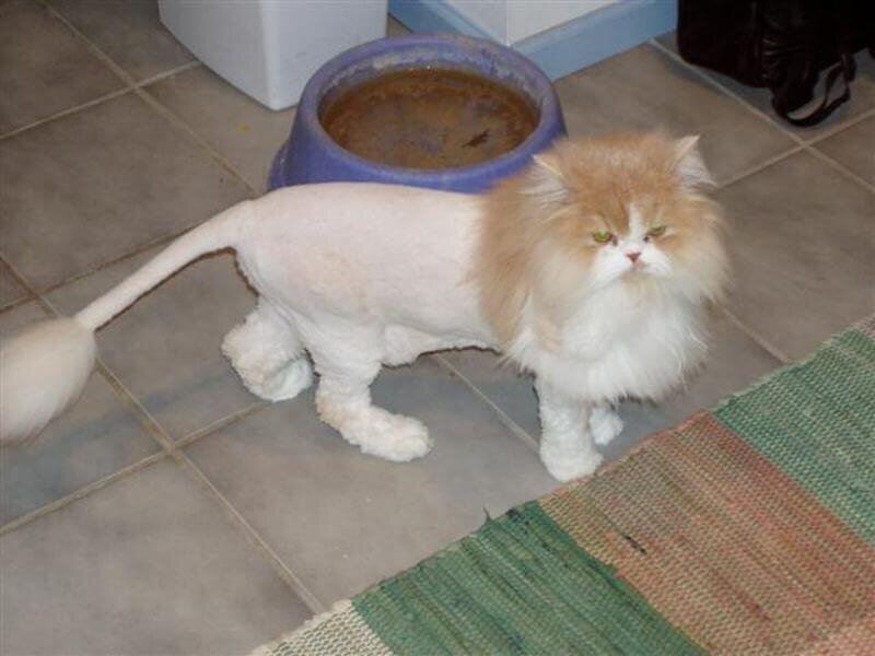 White-Cat-with-Lion-Cut-1.jpg