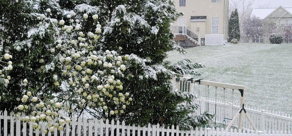 Snow and flowers April 18 22.jpg