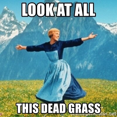 look-at-all-this-dead-grass.jpg