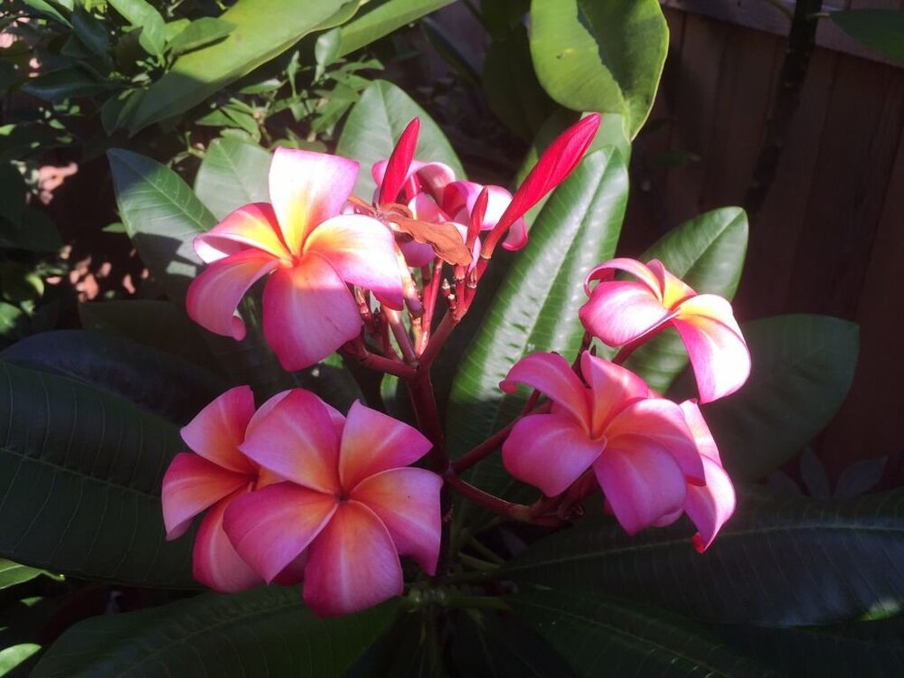 plumeria-blooms1-09082018.JPG