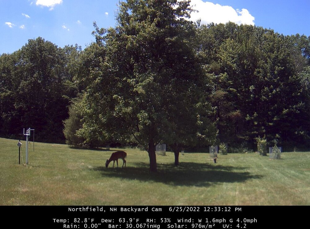 062522deer.jpg