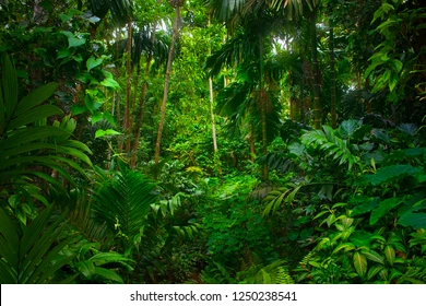 asian-tropical-rainforest-260nw-1250238541.webp