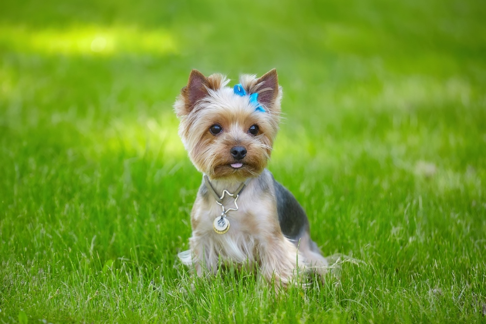 teacup-yorkie-dog-in-grass-1.jpg.9c551370b1b837fe6cb34b0028393639.jpg