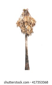 dead-asian-palmyra-palm-tree-260nw-417353368.jpg