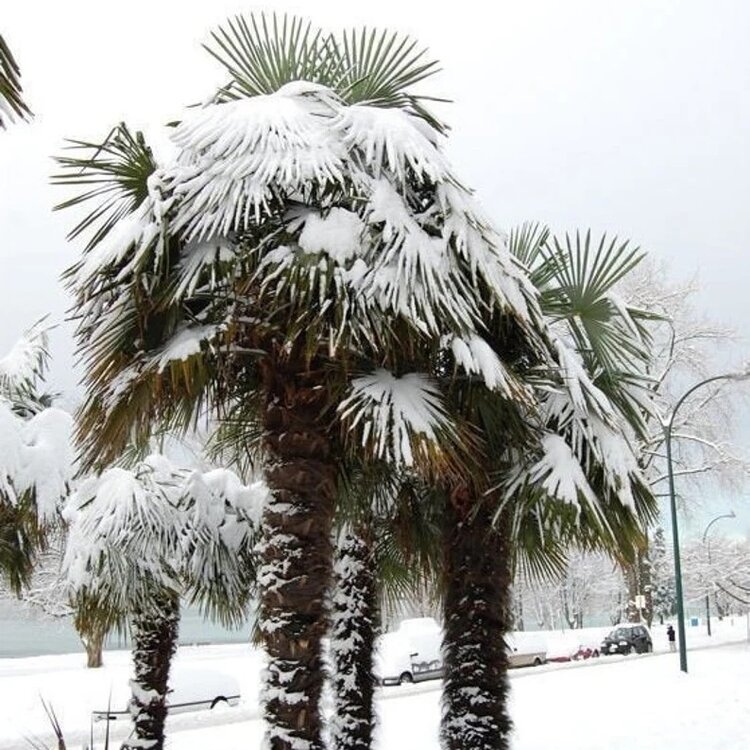 palm snow.jpg