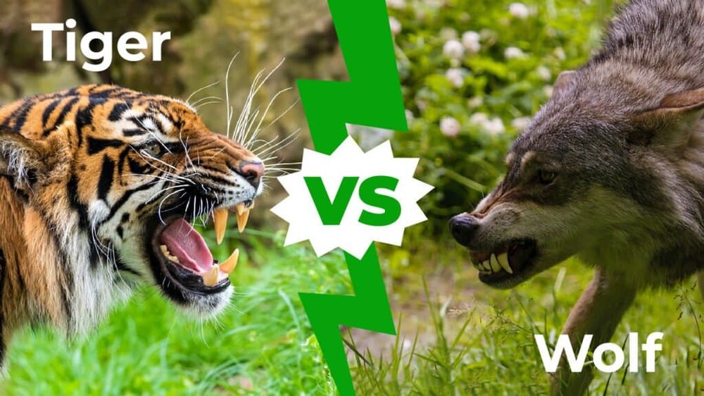 Tiger-vs-Wolf-1280x720-1-1024x576.jpg