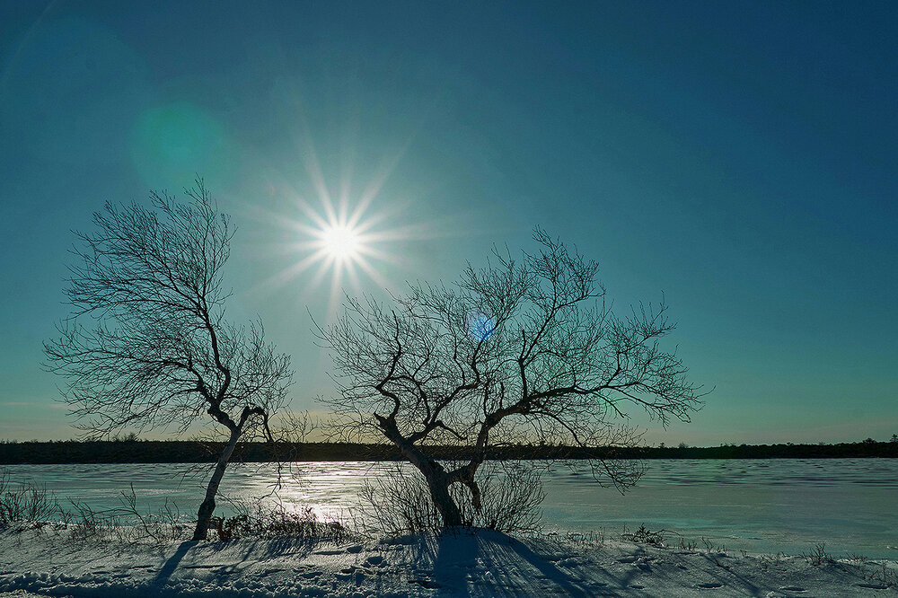 Twin Birches ii (Sams Point, NY) 3-6-23.jpg