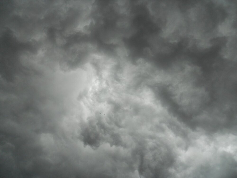 birds like shelf clouds.jpg