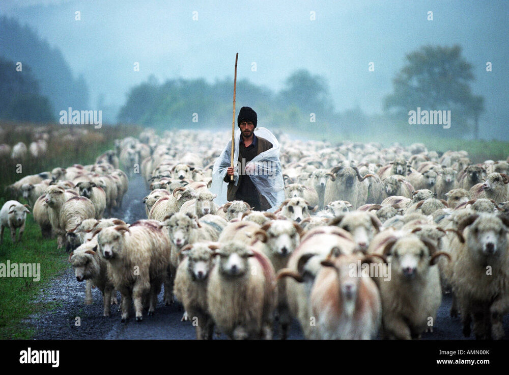 shepherd-leading-his-sheep-in-the-rain-bradet-romania-AMN00K.jpg