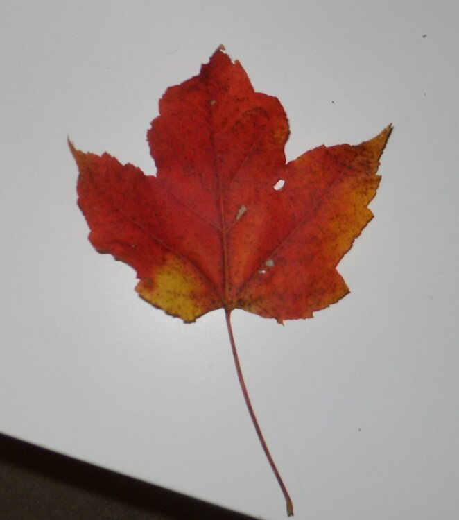 red maple or sugar maple.jpg