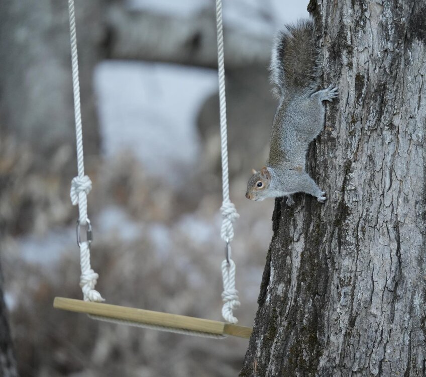 SwingSquirrelCropCompressed.jpg