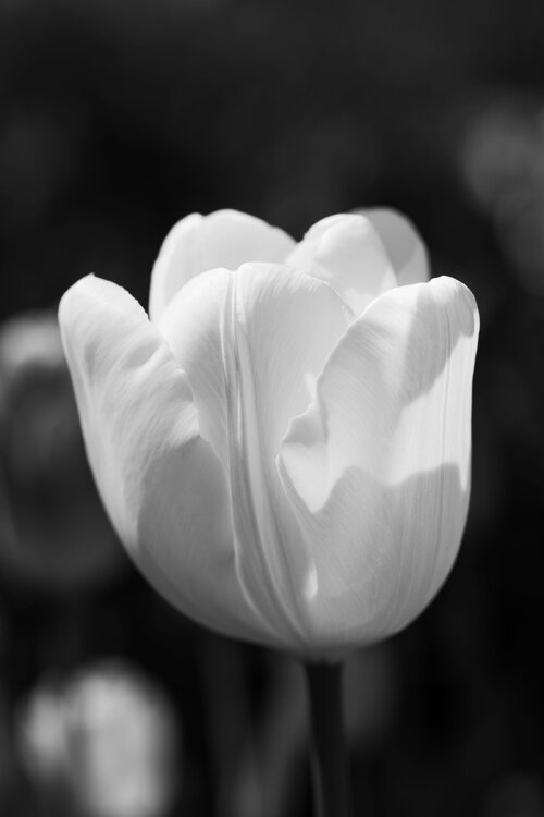 Tulips_2.thumb.jpg.de33484c9bc9486ad926fa49bcf576bc.jpg