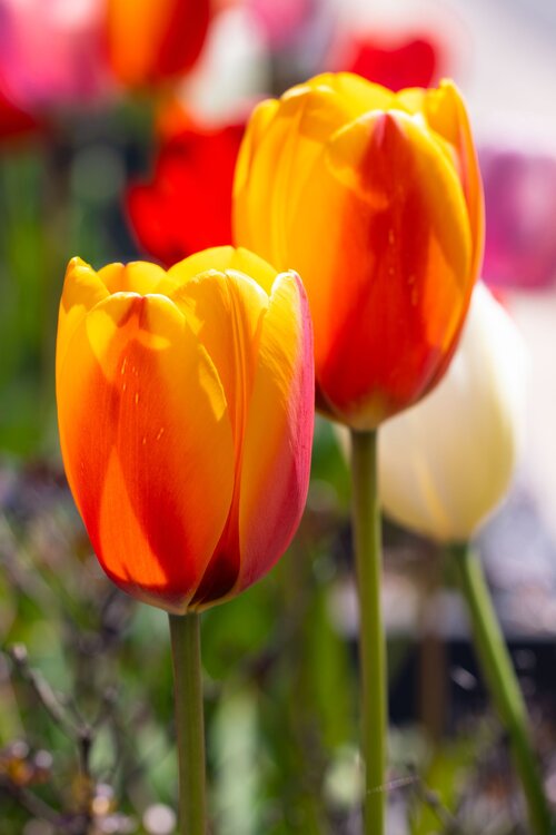 Tulips_3.thumb.jpg.54893c73d891d1b3c45fcd9351a2f84b.jpg