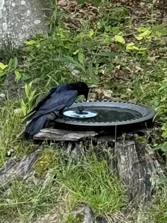IMG_0778.jpeg