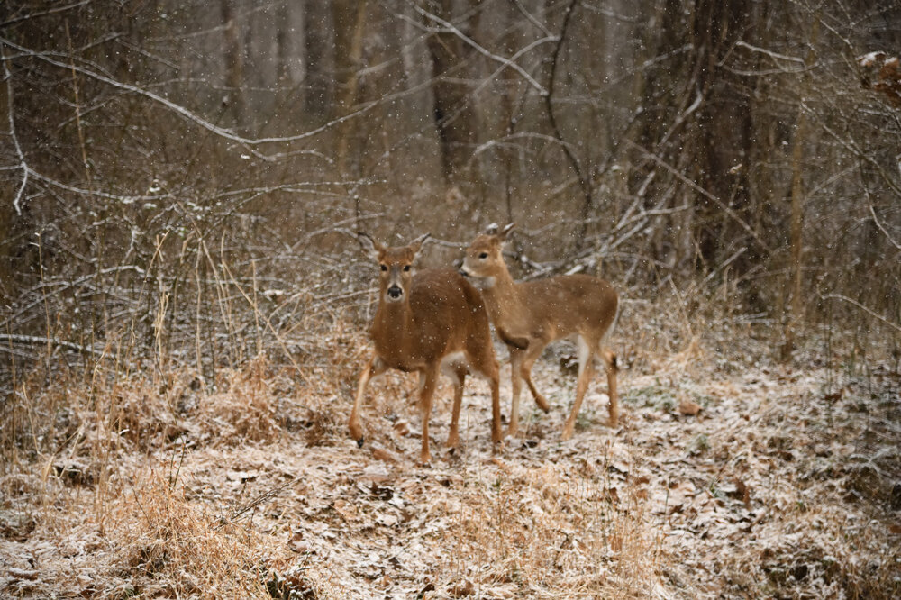 DSC_5490.JPG